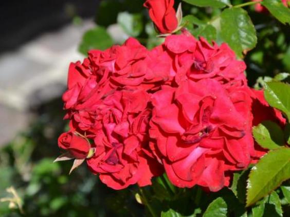 Blumenpracht im Garten