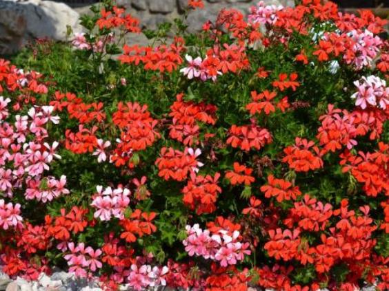 Blumenpracht