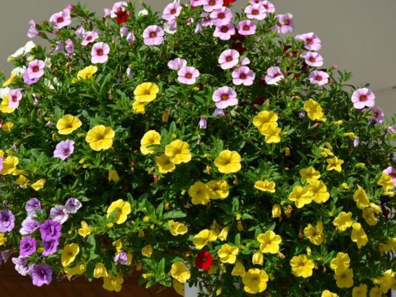 Die Blumenpracht im Garten vom Haus Meyer